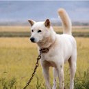 진도개영농조합 이미지