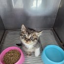 청주시 반려동물보호센터 이미지