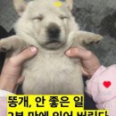 행삼
