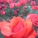 자연과함께 이미지