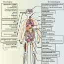 Re:미토콘드리아 질환: from molecular mechanisms to therapeutic 2025 이미지