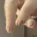 옆집강아지 이미지