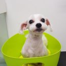 D&C 그루밍 샵 이미지