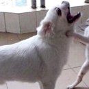 24시청주i동물병원 이미지