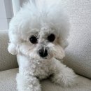 온 그루밍 | 하이포닉 그루밍 아티스트 디탱글링 미스트 솔직 후기 - 엉킨털방지 저자극 미스트 리뷰