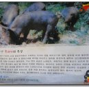 꺼먹돼지 이미지