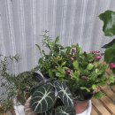 로즈마리 화원 | 월간화원 식물 5종 언박싱 후기 | 블랙벨벳·게발선인장·콩란·로즈마리·아몬드페페