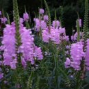 편백연 관광농원 이미지