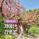 어흥어흥서산 | [가야산] 연둣빛 능선과 핑크빛 개심사, 봄산행지 추천