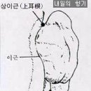 봉침 그림 처방문 - 화농성중이염(귀에서 고름이 나옴) 이미지