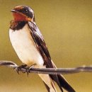 강남제비 이미지