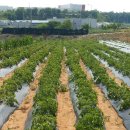 용헌농장. 이미지