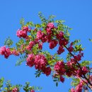 아카시아 이미지