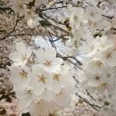 더치미(Dutch me) 이미지