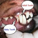 강앤정동물병원 이미지