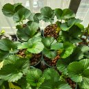 정규화 농장 이미지