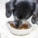 8월의 강아지 | 강아지 사료 추천, 유기농 연어로 피부에 좋은 애견사료 후기