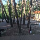 소나무숲아래 이미지