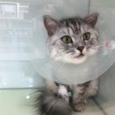 ABC동물병원 이미지