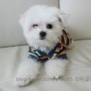 봄내동물병원 이미지