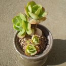 메르디안 이미지