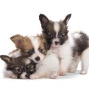 25시종합동물병원 이미지