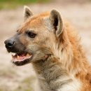 하이에나 PC 이미지