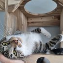 라온캣독 펫 살롱 광주점 이미지