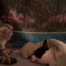 퍼스트 독 스쿨 이미지