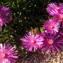 사철채송화 (Lampranthus spectabilis) 이미지