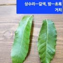 목본연구회 하남 검단산 후기