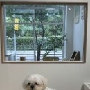 베리애견미용 | 말티즈 미용후기 김포 장기역 근처 애견미용실