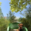 🌿 서울 반려동물 산책 명소 추천푸른수목원 주말 데이트 후기 (with 꾸꾸 🐶)