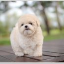 예쁜강아지 이미지