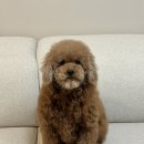 망미1-212 | 부산강아지미용 광안리애견미용 추천 &#39;쁘띠몽펫샵&#39; 부산강아지목욕 후기