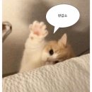 220 | GU 개더 발레 스니커즈 xs 220 후기