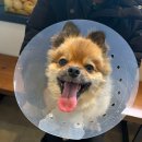 루이스24시동물병원 이미지