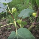 무화과나무 이미지