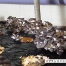 예덴농원 이미지