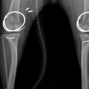 잠실베스트동물병원 수술재활센터 이미지