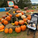 미로농장 이미지