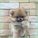 몽냥몽냥 강아지분양 고양이분양 송파점 | 반려동물 입양 이젠 걱정 없어요 몽냥몽냥 강아지분양 송파점