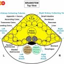 뇌 - 맥락막총 choroid plexus 이미지