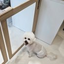 멜팅그루밍 이미지