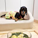 댕댕냠냠 이미지