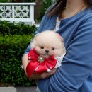 부산강아지분양 미유펫 이미지