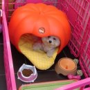 폴리파크 이미지