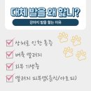 큐어벳 이미지