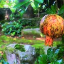 수목막걸리 이미지