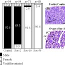 Geinistein첨가 투여에 의한 뱀장어 암컷화(feminization)율은 17β-estradiol (E2)와 유사 이미지